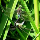 --- Kleine Königslibelle (Anax parthenope) ---