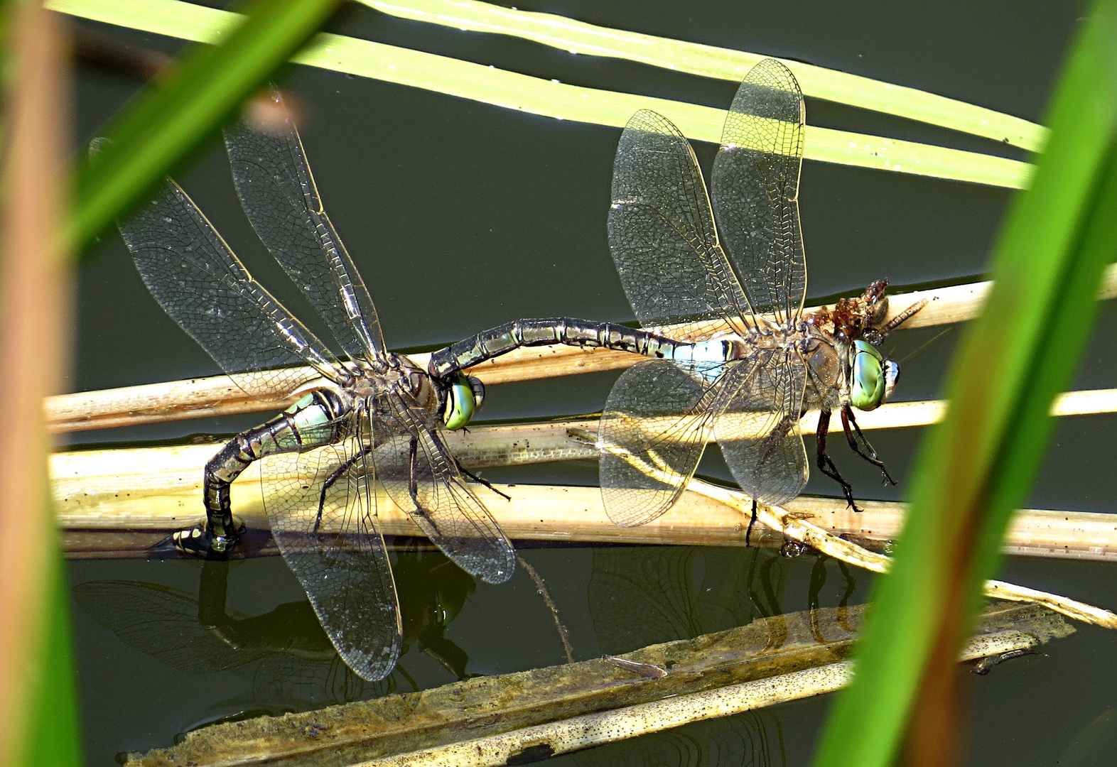 --- Kleine Königslibelle (Anax parthenope) ---