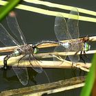 --- Kleine Königslibelle (Anax parthenope) ---