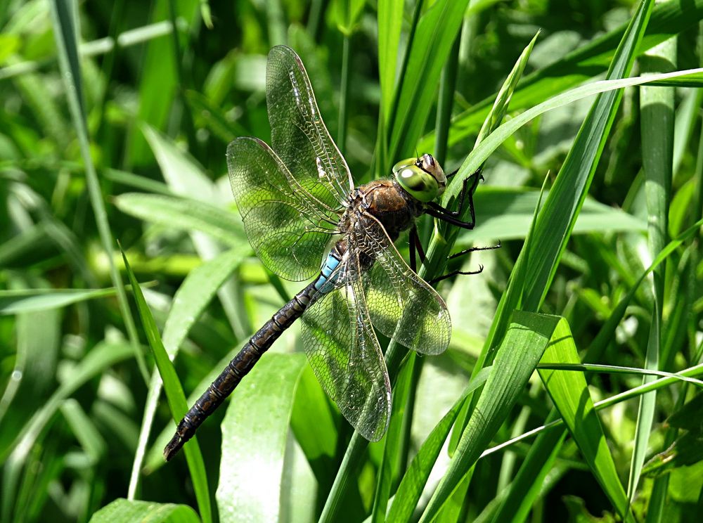 --- Kleine Königslibelle (Anax parthenope) ---