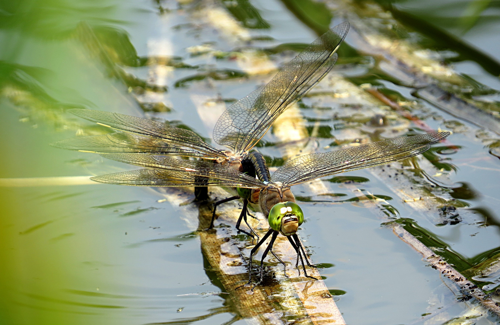 --- Kleine Königslibelle (Anax parthenope) ---