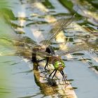 --- Kleine Königslibelle (Anax parthenope) ---