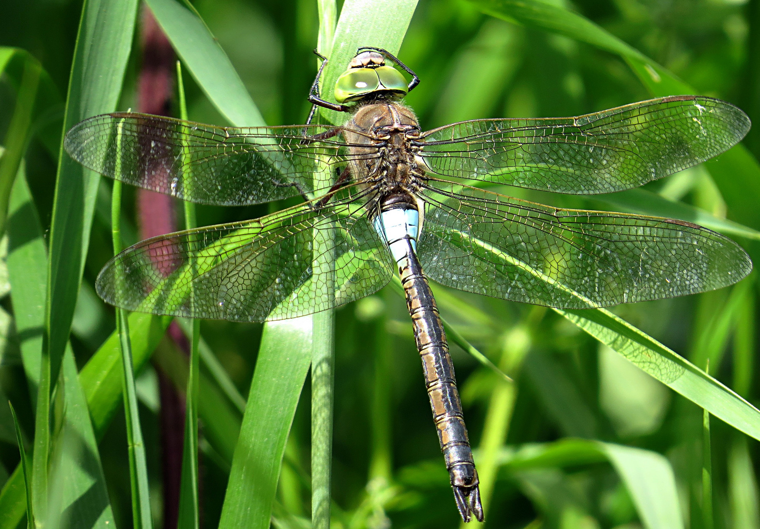 --- Kleine Königslibelle (Anax parthenope) ---