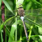 --- Kleine Königslibelle (Anax parthenope) ---