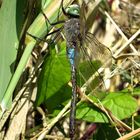 ... Kleine Königslibelle (Anax parthenope) ...