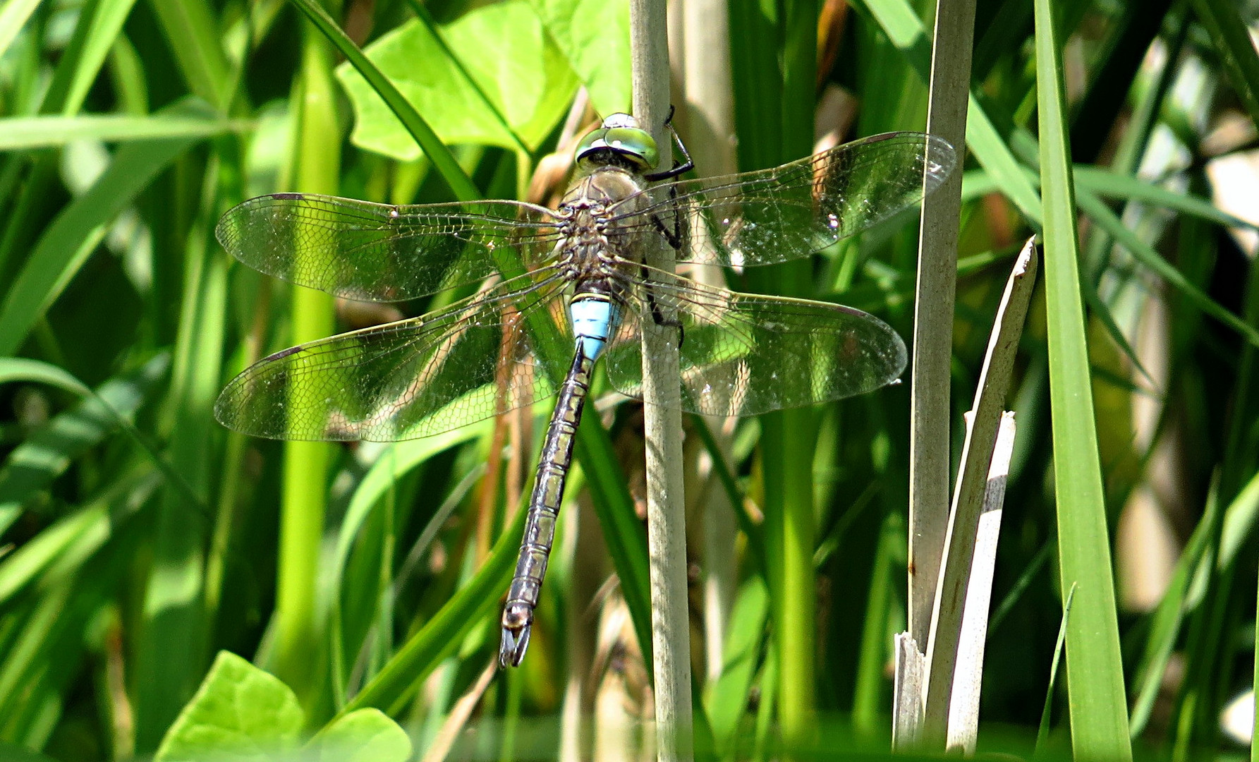 --- Kleine Königslibelle (Anax parthenope) --- 