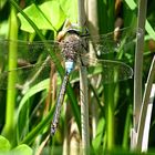 --- Kleine Königslibelle (Anax parthenope) --- 