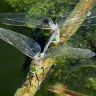 --- Kleine Königslibelle (Anax parthenope) ---