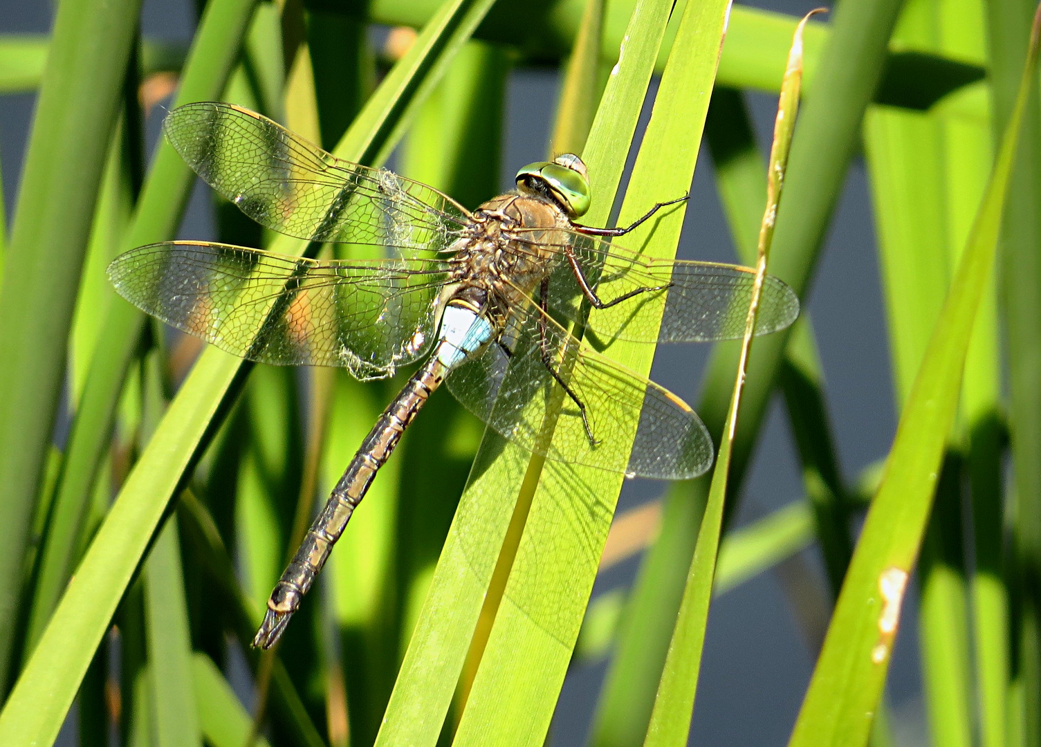 --- Kleine Königslibelle (Anax parthenope) ---