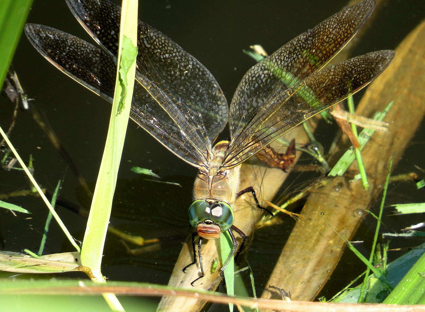 ... Kleine Königslibelle (Anax parthenope) ...