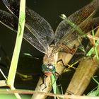 ... Kleine Königslibelle (Anax parthenope) ...