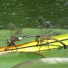 --- Kleine Königslibelle (Anax parthenope) ---