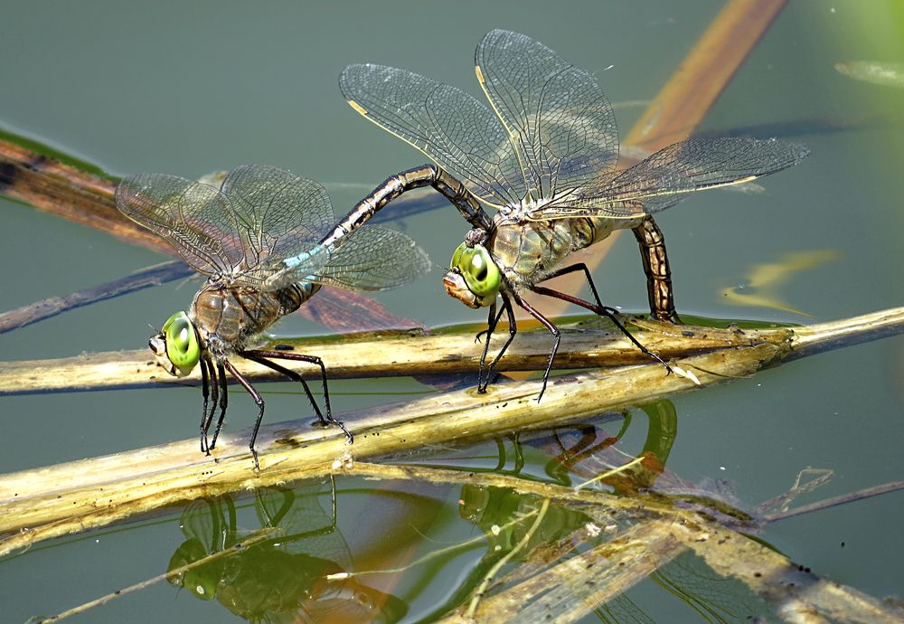 --- Kleine Königslibelle (Anax parthenope) ---