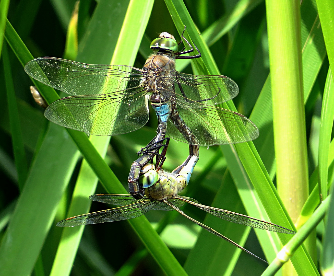 --- Kleine Königslibelle (Anax parthenope) ---