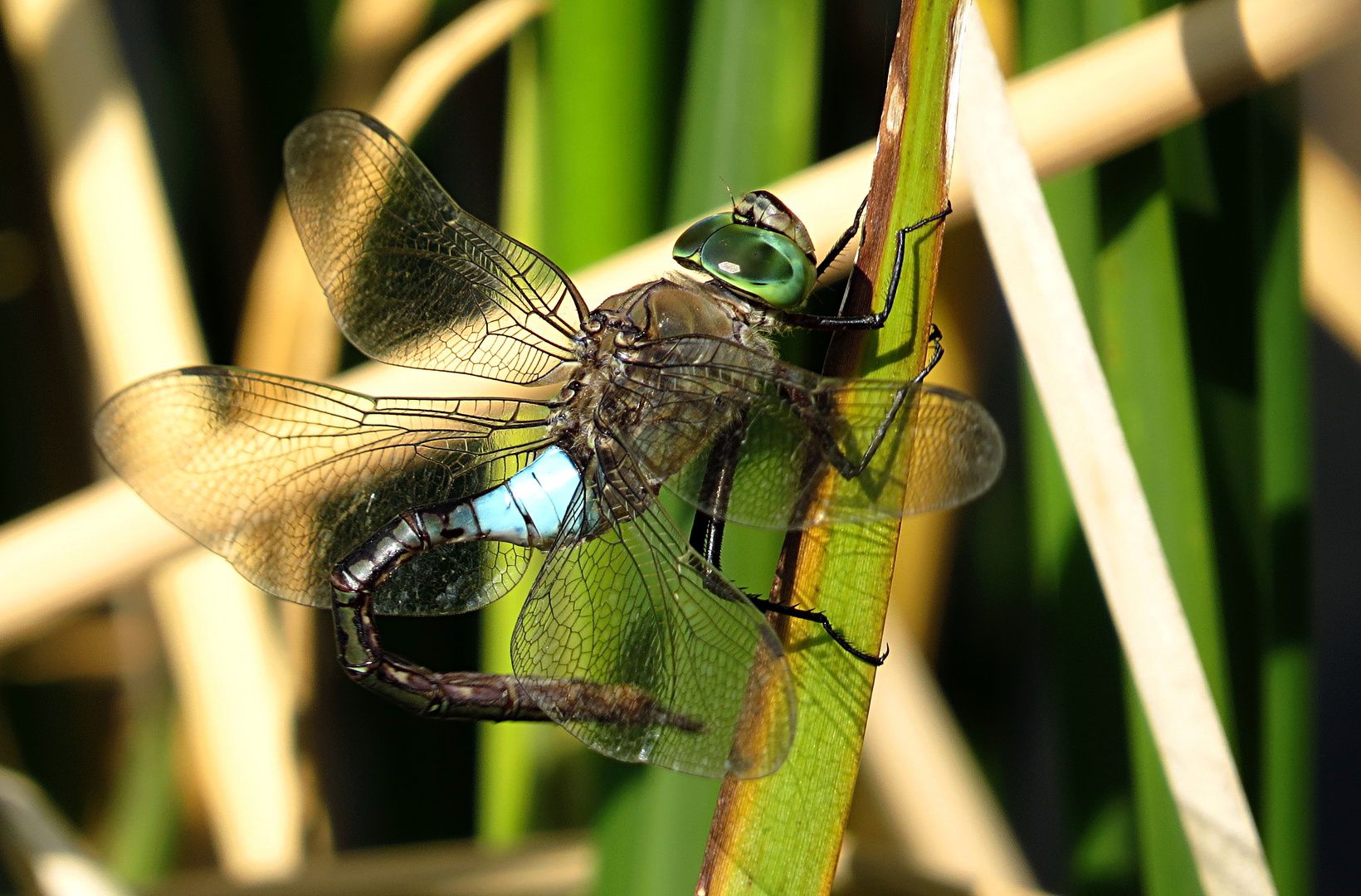 --- Kleine Königslibelle (Anax parthenope) --- 