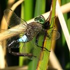 --- Kleine Königslibelle (Anax parthenope) --- 