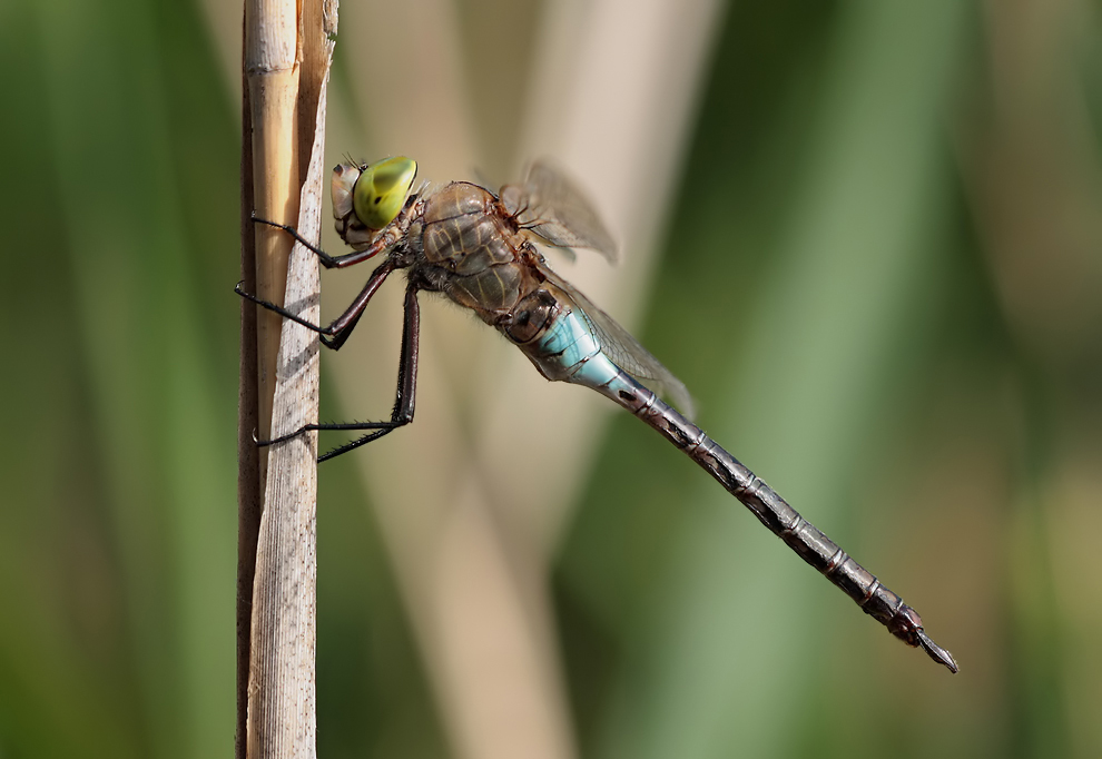 Kleine Königslibelle - Anax parthenope