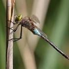 Kleine Königslibelle - Anax parthenope