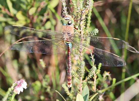 Kleine Königslibelle (Anax parthenope) + 5 Bilder