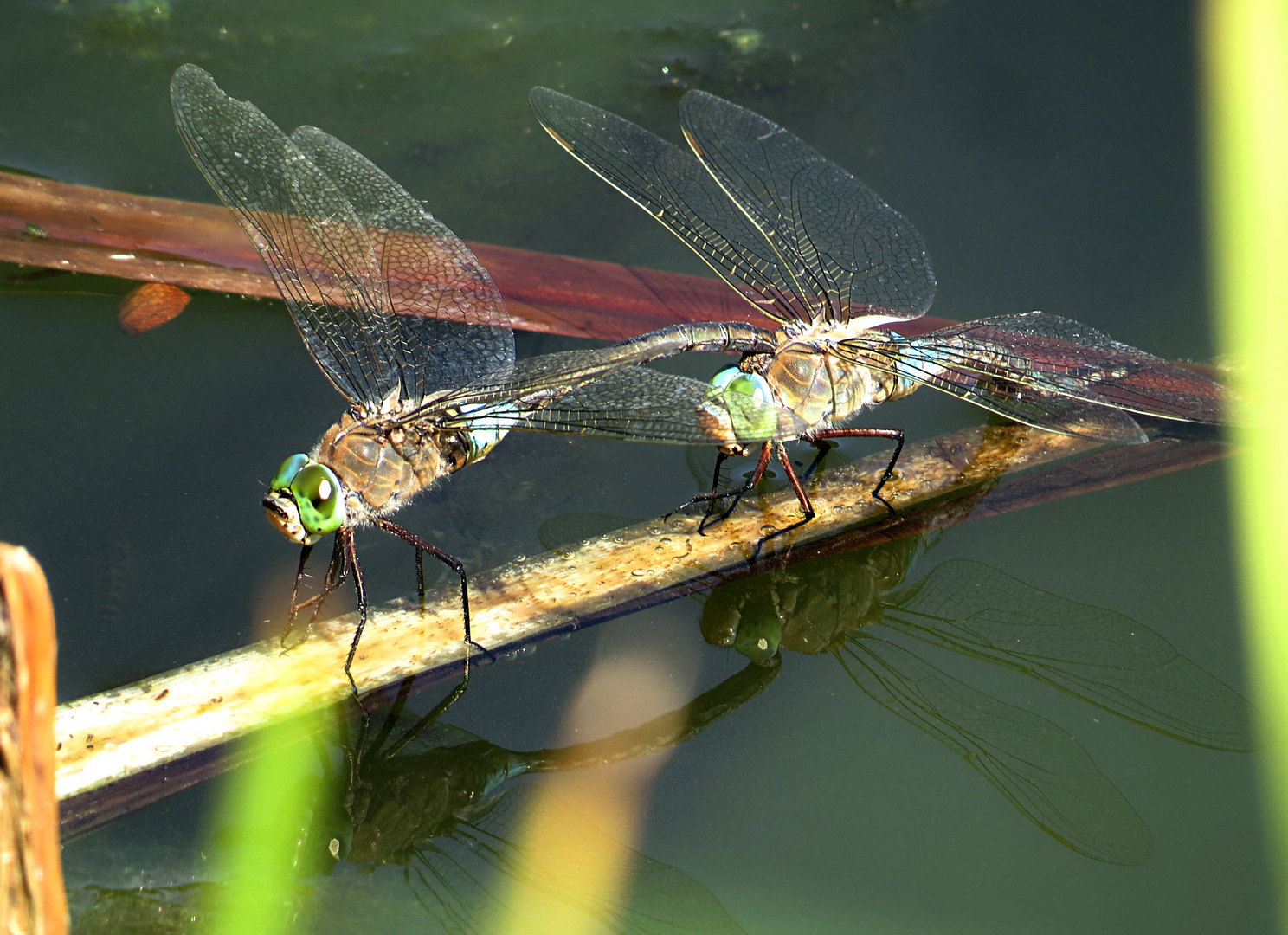 --- Kleine Königslibelle (Anax parthenope) --- 