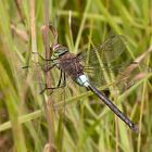 Kleine Königslibelle (Anax parthenope)