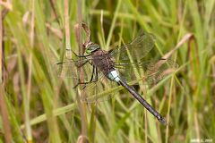 Kleine Königslibelle (Anax parthenope)