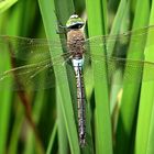 --- Kleine Königslibelle (Anax parthenope) ---