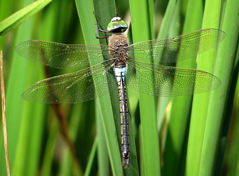 --- Kleine Königslibelle (Anax parthenope) ---