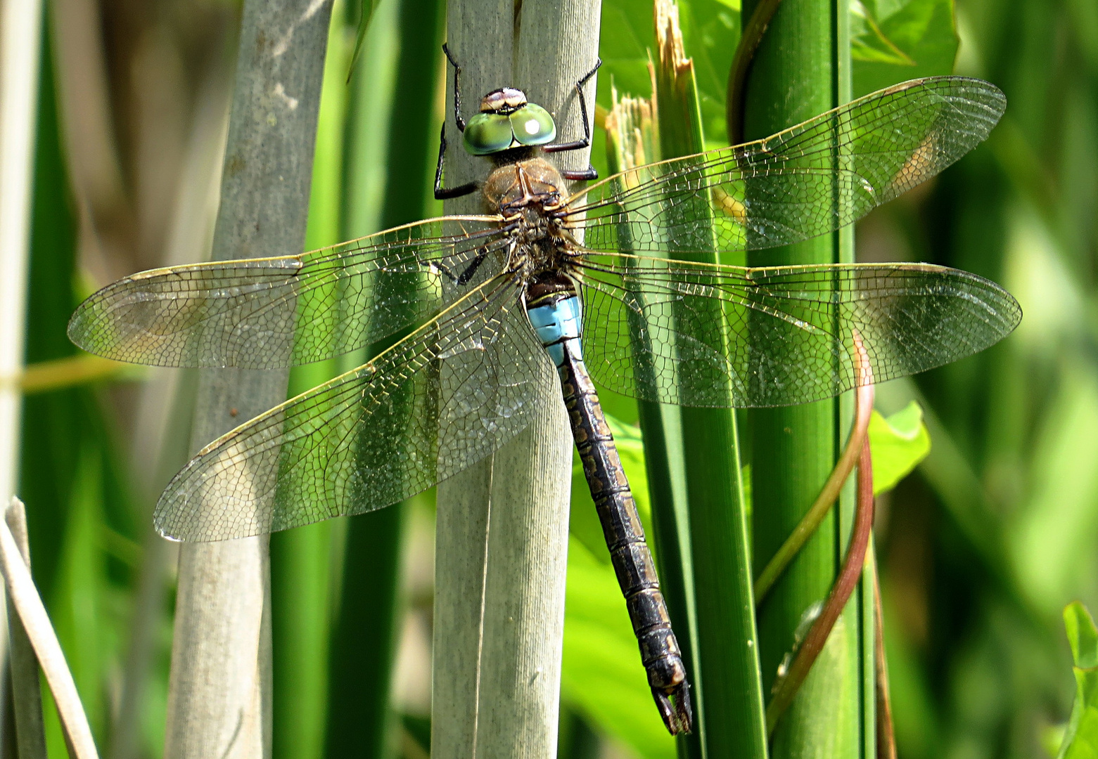 --- Kleine Königslibelle (Anax parthenope) ---