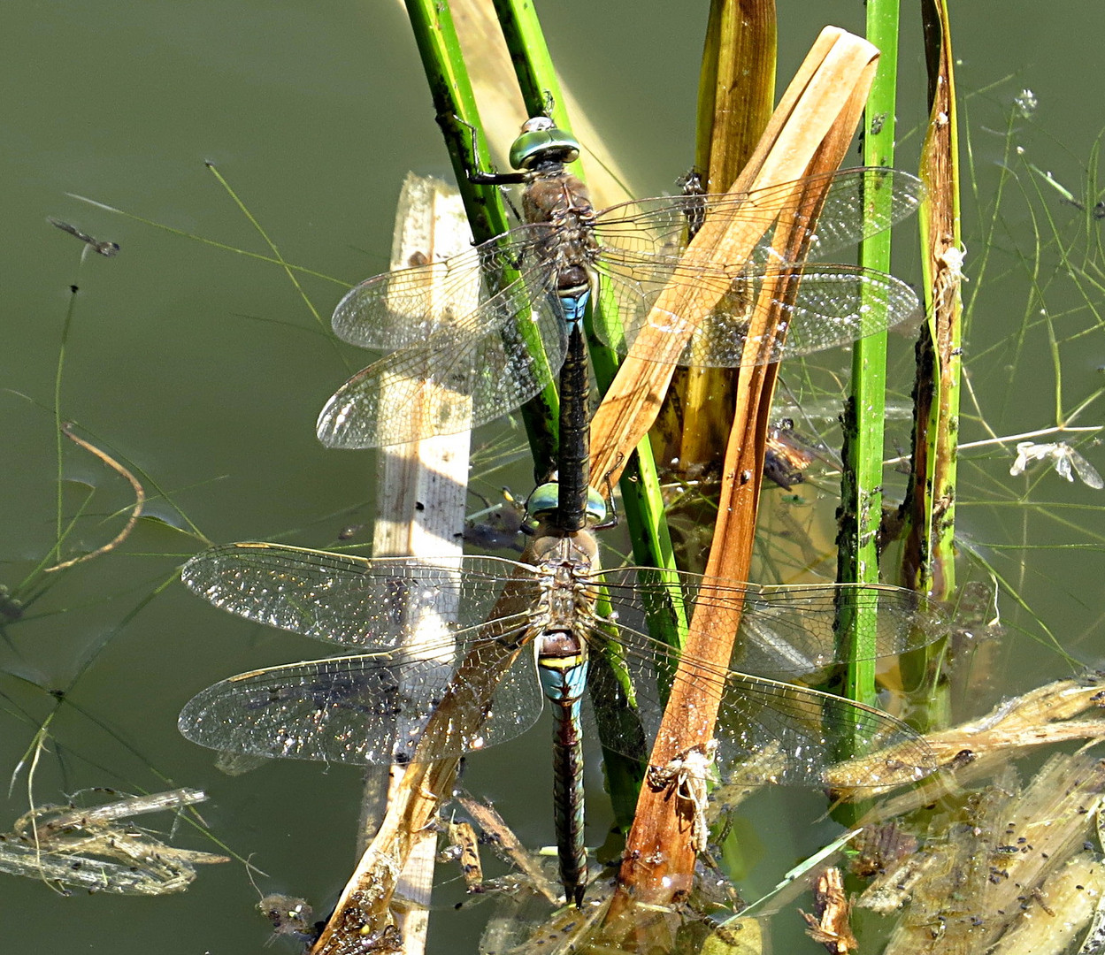 --- Kleine Königslibelle (Anax parthenope) ---