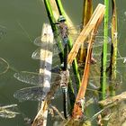 --- Kleine Königslibelle (Anax parthenope) ---