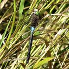 --- Kleine Königslibelle (Anax parthenope) ---