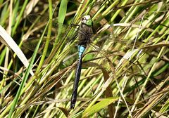 --- Kleine Königslibelle (Anax parthenope) ---