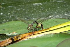 --- Kleine Königslibelle (Anax parthenope) ---