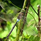 --- Kleine Königslibelle (Anax parthenope) ---