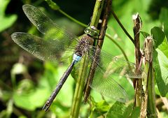 --- Kleine Königslibelle (Anax parthenope) ---