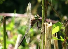 --- Kleine Königslibelle (Anax parthenope) ---