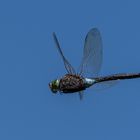 Kleine Königslibelle (Anax parthenope) 