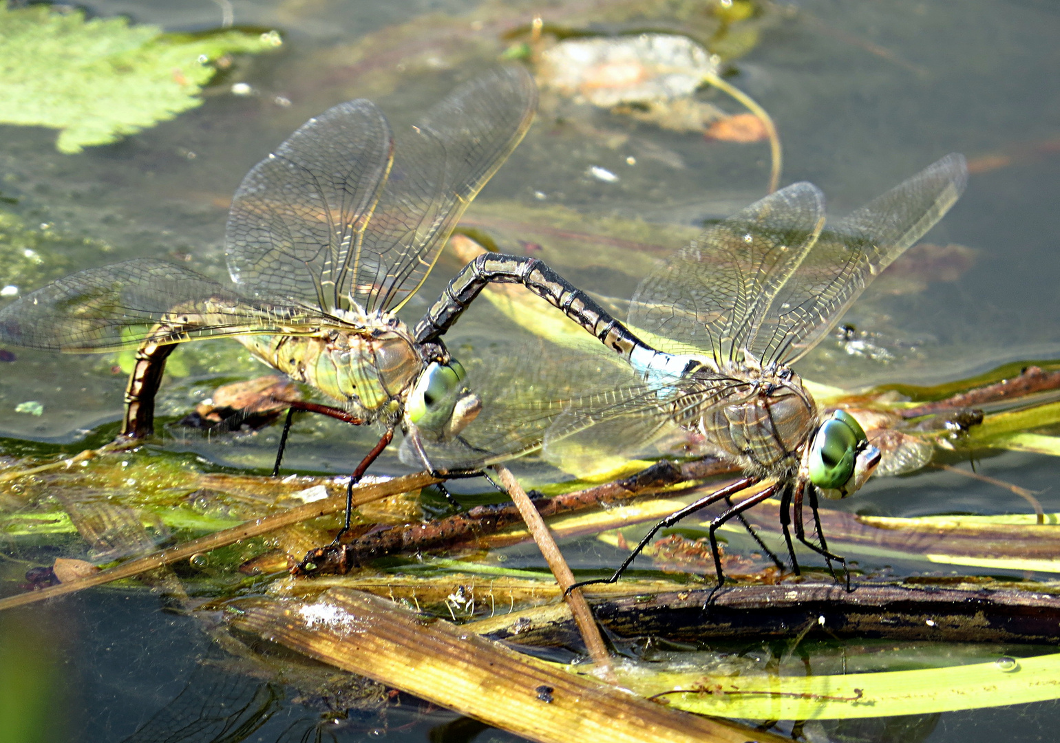 --- Kleine Königslibelle (Anax parthenope) --- 