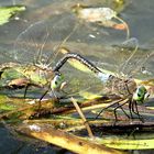 --- Kleine Königslibelle (Anax parthenope) --- 