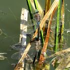 --- Kleine Königslibelle (Anax parthenope) ---