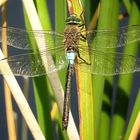 --- Kleine Königslibelle (Anax parthenope) --- 