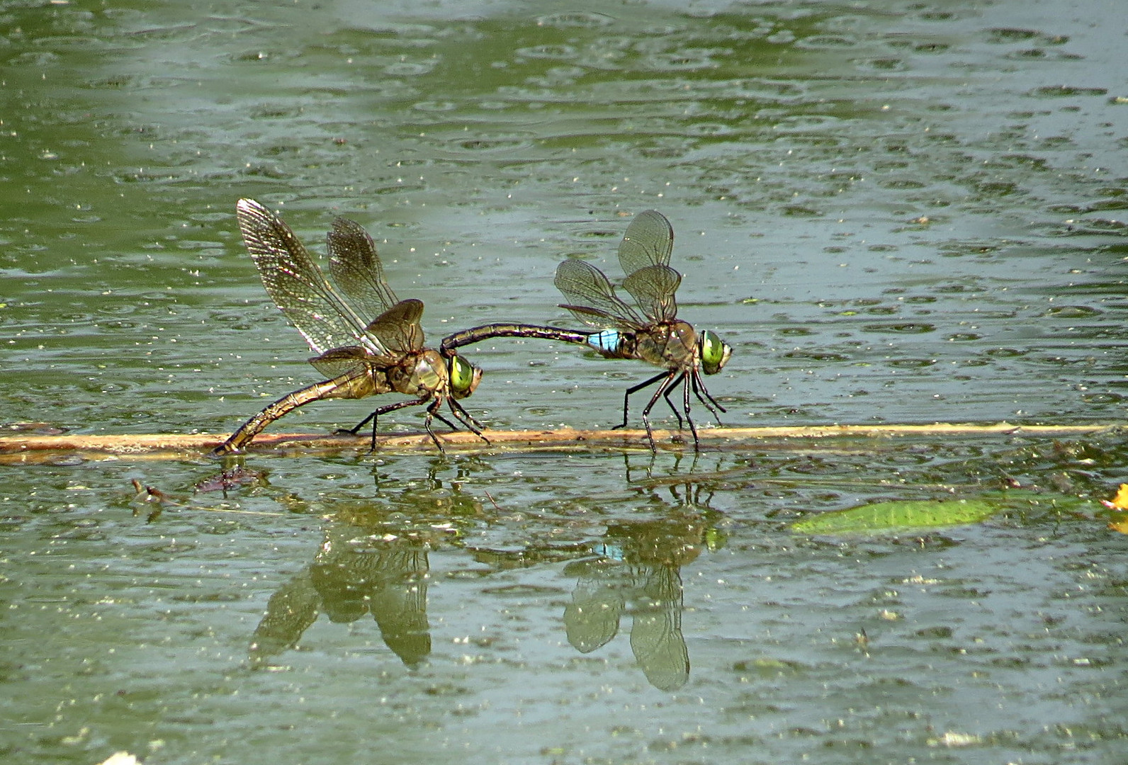 --- Kleine Königslibelle (Anax parthenope) ---