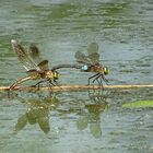 --- Kleine Königslibelle (Anax parthenope) ---