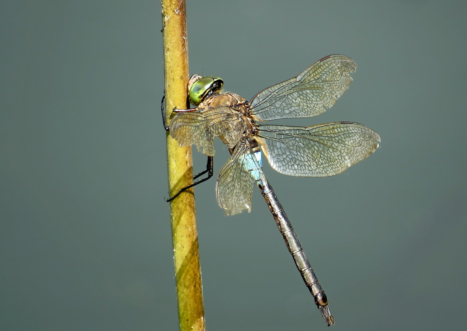 ... Kleine Königslibelle (Anax parthenope) ...