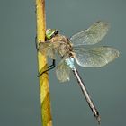 ... Kleine Königslibelle (Anax parthenope) ...