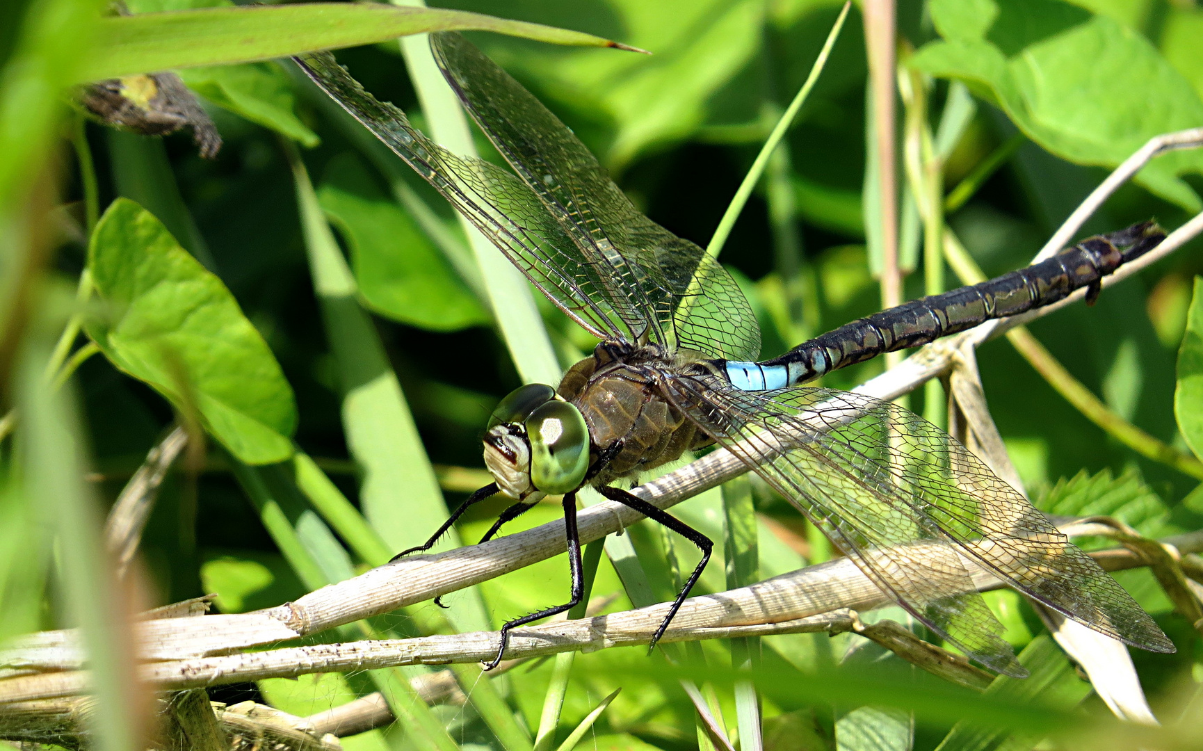 --- Kleine Königslibelle (Anax parthenope) ---