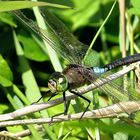 --- Kleine Königslibelle (Anax parthenope) ---