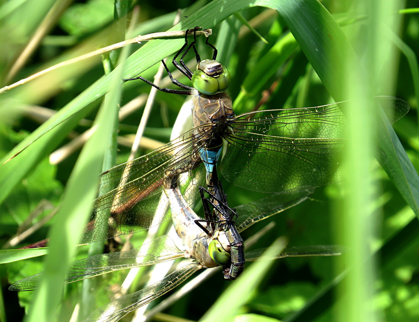 --- Kleine Königslibelle (Anax parthenope) --- 