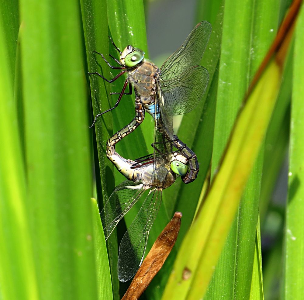 --- Kleine Königslibelle (Anax parthenope) ---